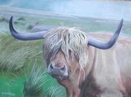 03 Highland Bull copy