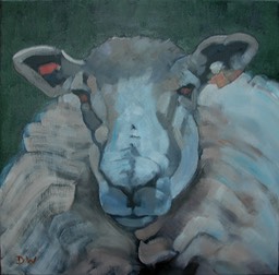 05 Ewe looking at me