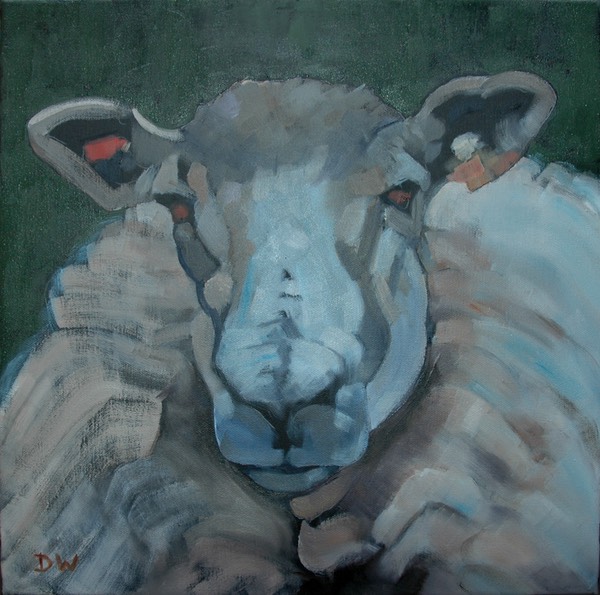 05 Ewe looking at me
