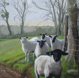 Sheep at Crach Gelli Fach